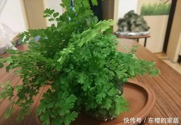 强光直晒@5种花“别乱晒”,乱晒叶子卷曲发黄,越晒越枯萎!