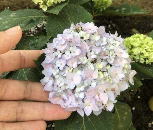  [花苞]1种“促花水”，用来喷绣球花，每隔7天“喷1次”，花苞冒出来！
