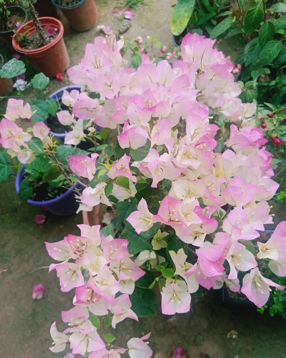  「三角梅开花」三角梅满树绿叶，就是不开花，“控水虐花法”，三角梅花芽猛冒