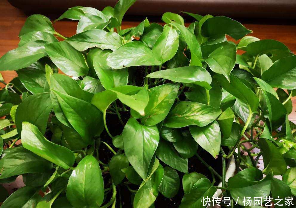 『爱之蔓』5种耐阴花,没光也能嗖嗖长,在家就能养成绿帘子