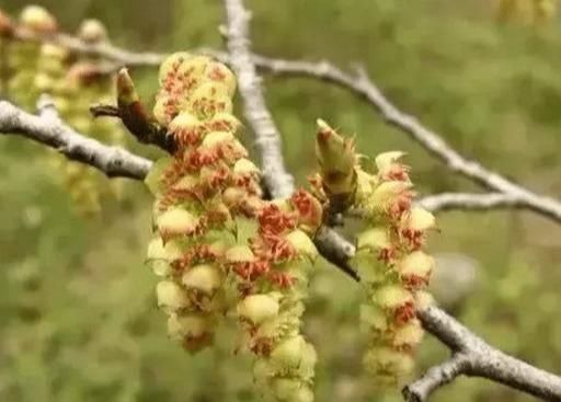 这世上唯一一颗“孤独”的树，长在中国，专家至今未找出繁殖方法