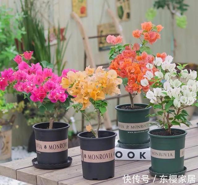 「催花」养三角梅“催花”很重要,掌握几个小技巧,一直开花到秋天