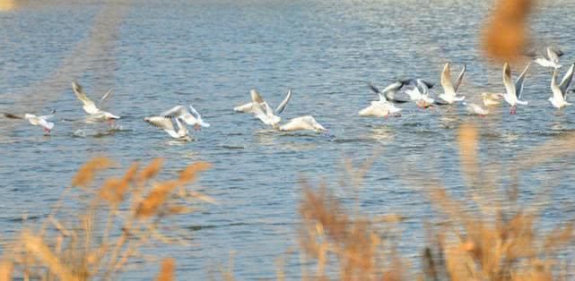  【gdp】山东这座黑马城市，它将碾压青岛，它是你的家乡吗