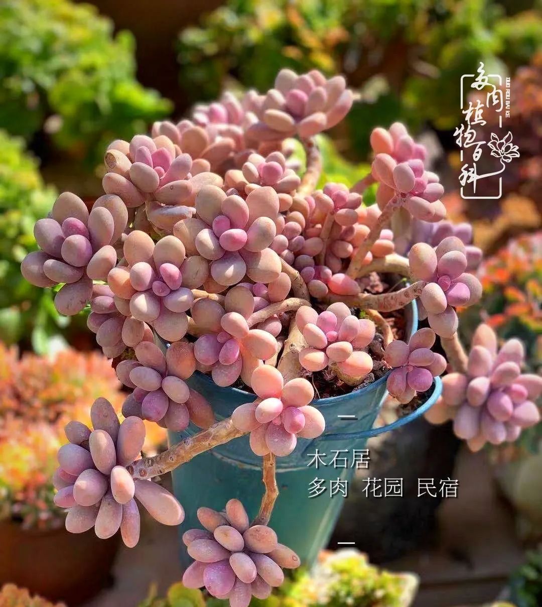  『植物』八种号称“养不死”的多肉,你养了几种?