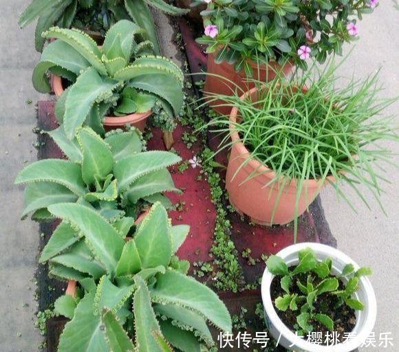  「豆瓣绿」这些盆栽，别花钱买，剪个叶子，沾土就生根，一年爆出十几盆