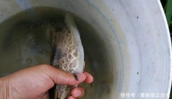 「没想到」这样一条小河沟里, 没想到会有鳜鱼, 我这运气是不是让人羡慕呢