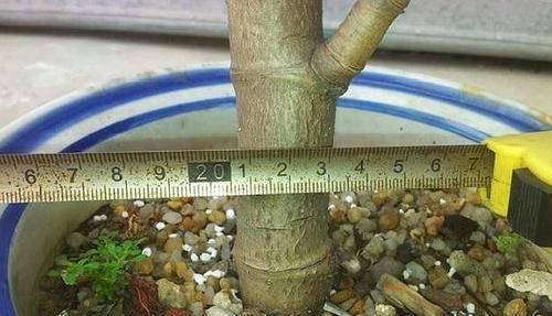 『值钱』“2种花”现在扦插合适,养护得当,1年成“老桩”,越养越值钱