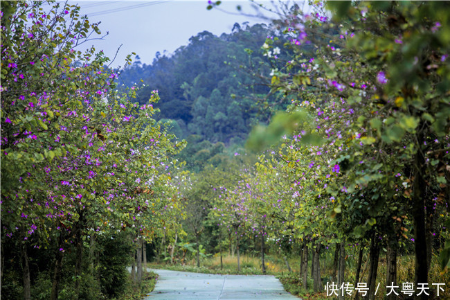 佛山南丹山宫粉紫荆绽放，满树和娇烂漫红，万枝丹彩灼春融