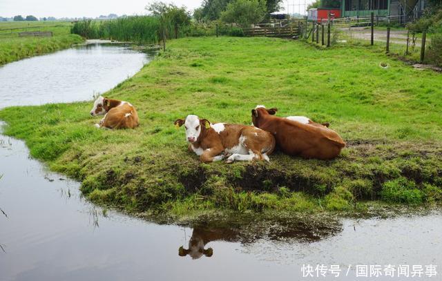 高度发达国家的农村风景——荷兰农村是这个样子的