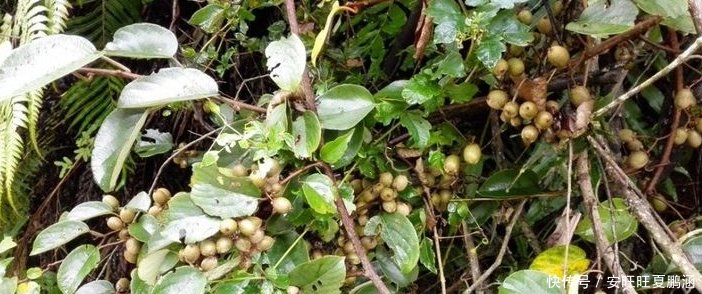农村山里一种野果，被誉为“果中之王”，农民却不喜欢吃，为何