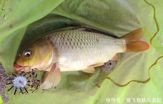 『简单』原来大鲤鱼的钓法这么简单!几分钟学会,每次鲤鱼越钓越多