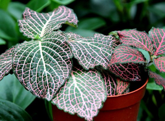  #充足#不知道养什么花，不如养养这些花草吧，在难养浇点水也能养活