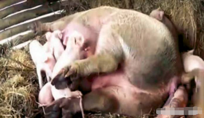 农村大妈早上喂猪，看到猪圈里的罕见的这一幕，大妈瞬间乐坏了！