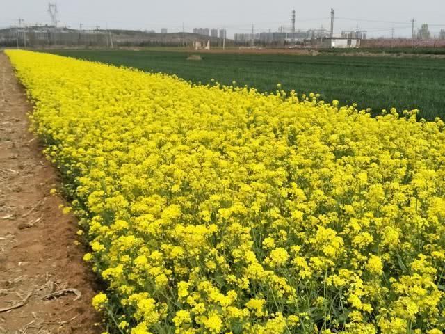  「能吃」春季里最美的野花，小时候天天见，现在成了稀罕物，你认识几种？