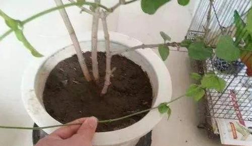  『高温』趁着高温，学会压条繁殖茉莉，可适用于多种植物，1盆变10盆