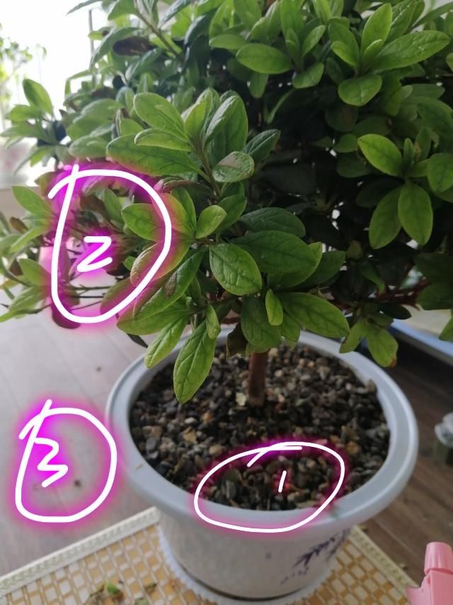  「黄叶」黄叶掉花苞的杜鹃花怎么恢复原样？按照3点做不会错，通风是关键