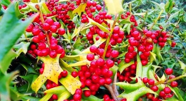  出门■农村老鼠多，农民伯伯用“它”治老鼠，放在老鼠洞口，不