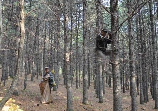  #疯涨#收购价疯涨，1斤50元供不应求，果农舍不得吃，为啥松子这