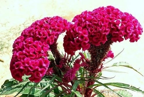 『堪称』在家养这几种植物,堪称迷你小药箱,让身体越来越健康!