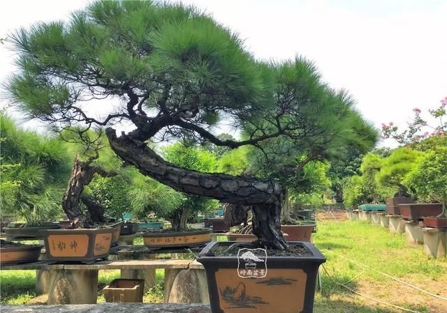 盆景大师都爱玩，山松会否成为下一个热点？