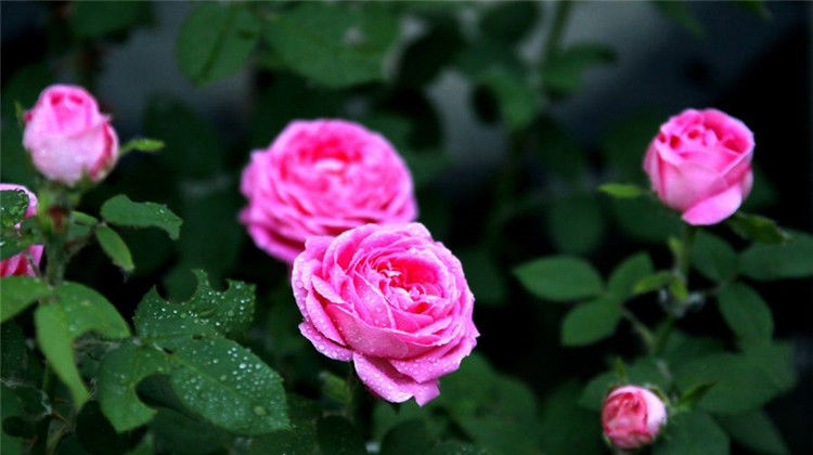  栽种|栽种这6种花，一年成花海，带后院