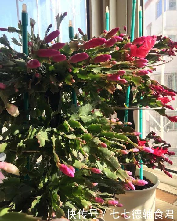 『花开』4种花,就要挤着养,挤一点才能不烂根、长得旺,花开更繁茂!