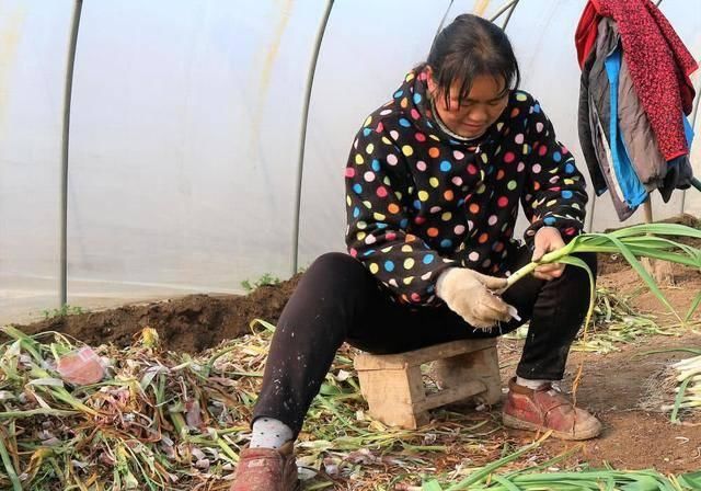  「种植蒜苗」农民种植一种蔬菜，2亩收入24000元，值得借鉴吗？