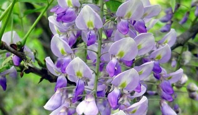  『修改』养紫藤花，颜色淡不开花，检查“2项”问题，修改后花开不断！