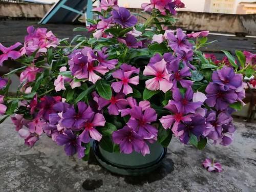  「图片作者」这6种花就是开花机器，养1盆能开200天，让你有花看