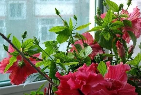  「花园」阳台想要成“花园”，就养3种花，叶少花儿多，一年四季不断花