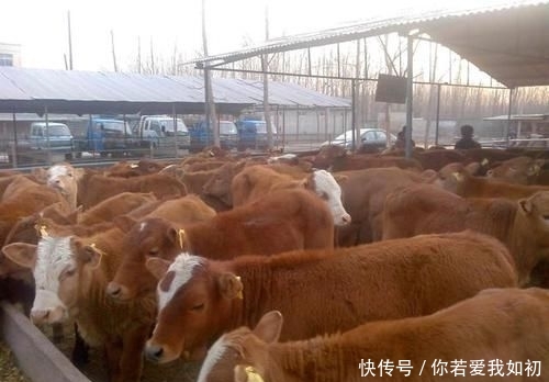  死亡率：手里只有10万块钱，是拿来养猪还是养牛，哪样挣得多