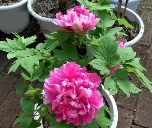  入手：开花多观赏度高，适合养在家中，我国的经典植物，想入手赶快了