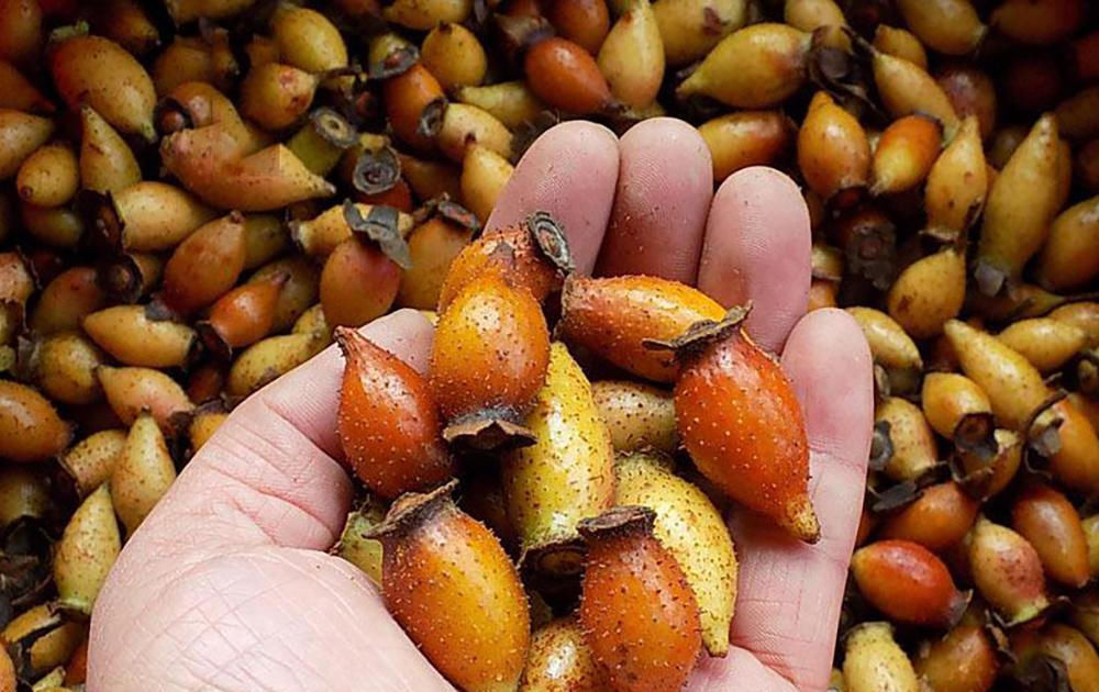  「熬糖」过去用来熬糖，如今用来酿酒，市场价30元一斤，农民却