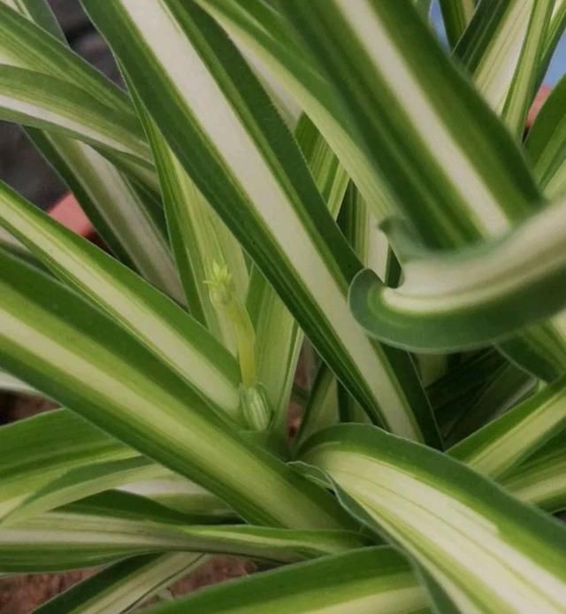  耐阴植物■金心吊兰抽枝长花苞了怎么养开花？做不好4点，抽枝开花是做梦