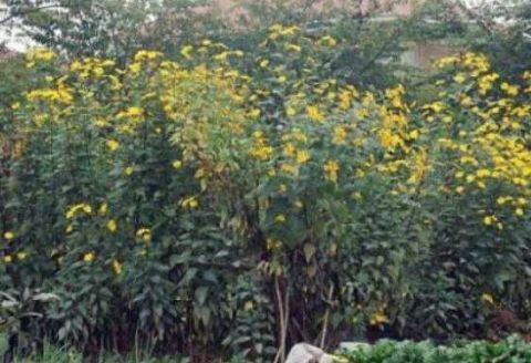 这种“野草”价格低廉殊不知其价值珍贵