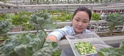  产值@个头小产值高，售价媲美猪肉的抱子甘蓝，为何无人想种