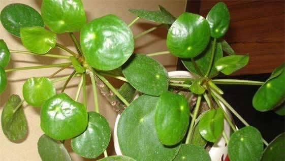  「盆栽」这盆栽，叶子像面“小镜子”，好养好看，枝叶沾土活，1盆变10盆