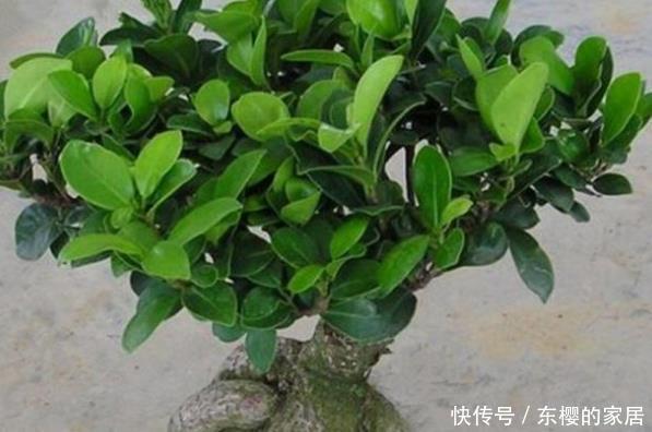  舒适：这3种绿植小白养最适合，好看还能净化空气，放在家里实用又舒适