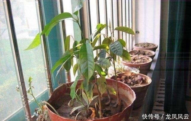 「嫩芽」榴莲在家种,“果核”埋土里,冒出嫩芽绿油油,不愁吃榴莲了