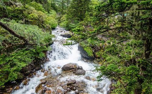 四川康定有个杜鹃峡谷，水美不输九寨沟，云雾升腾似仙境