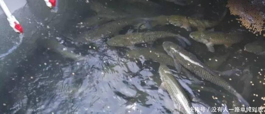 厉害了, 养鱼不用鱼塘而是用集装箱, 效益是普通鱼塘的3倍