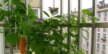  「养花久」“病菌”不喜欢“2种菜”，多吃身体好，阳台种1盆，绿色又健康