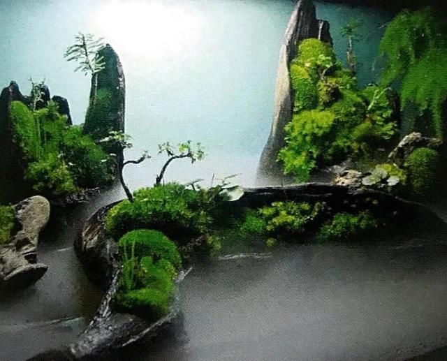 春色不仅在田野里，也可以刻在你家玻璃缸内的苔藓景观缸中！