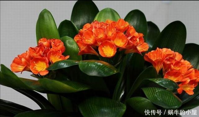 细节|君子兰秋季换盆,注意4个小细节,不影响正常开花
