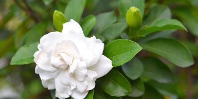  「适合」适合家养的3种花,好养易活开花漂亮,花期长达200天,天天都赏花