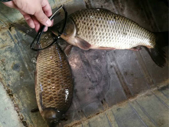  优点：凡事都有两面性，就比如钓到的这种大鲫鱼，优点和缺点都很明显！