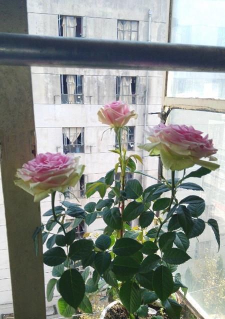  栽培：忘了绿萝吊兰吧，此新型盆栽绿植，栽培容易，花朵奇特，四季开花
