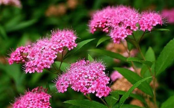 『不妨』家有小院,不妨养款灌木植物,沾土就活,花苞轻松爬满枝头,娇艳