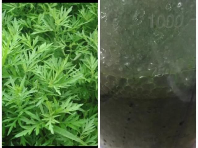  『有钱』清明前后，有钱没钱都要多吃此物，尤其是女人，错过还要再等一年