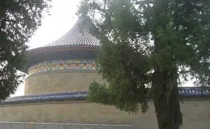  槐树@北京人的生活，一年四季都离不开树！